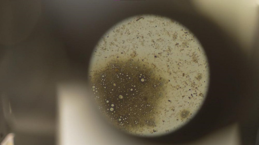 NSTU-NETI proposed to purify water from fuel oil with the help of oil-destroying bacteria on biogel